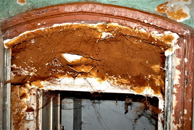 ODGRZYBIANIE DREWNA OWOCNIKI SERPULA LACRYMANS WIDOCZNE NA DRZWIACH