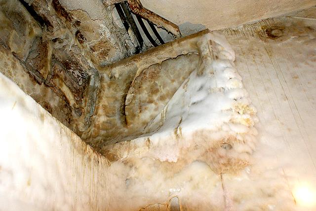 Grzybnia Serpula lacrymans na oknie piwnicznym