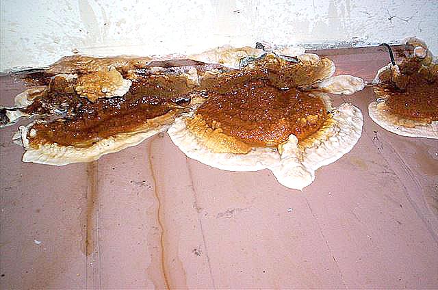 Owocniki grzyba Serpula lacrymans - foto Waigel