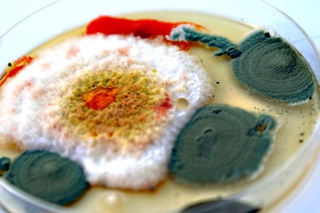 szalka Perttiego - wynik hodowli zarodników w warunkach laboratoryjnych